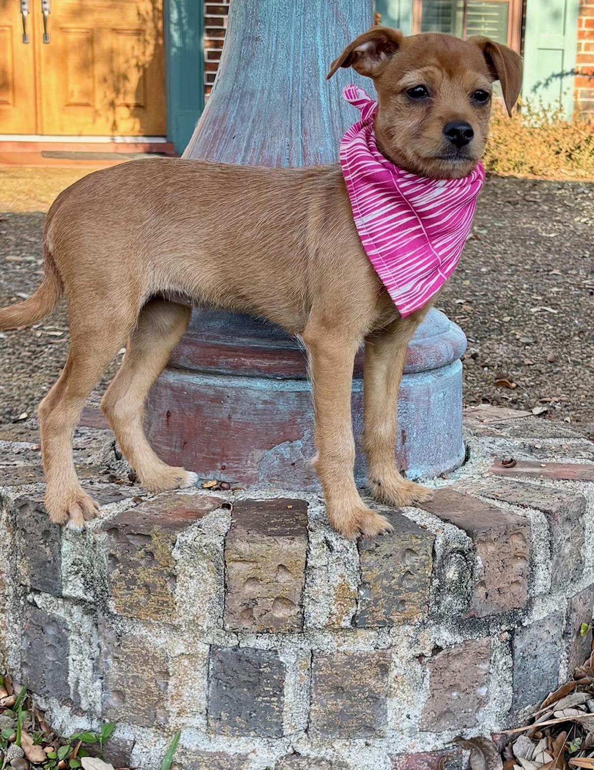 Enlarge Happy HAILEY - Little Chi/Terrier Luv Bug!, a Adoptable mixed breed in Harrisburg, PA image 5/6