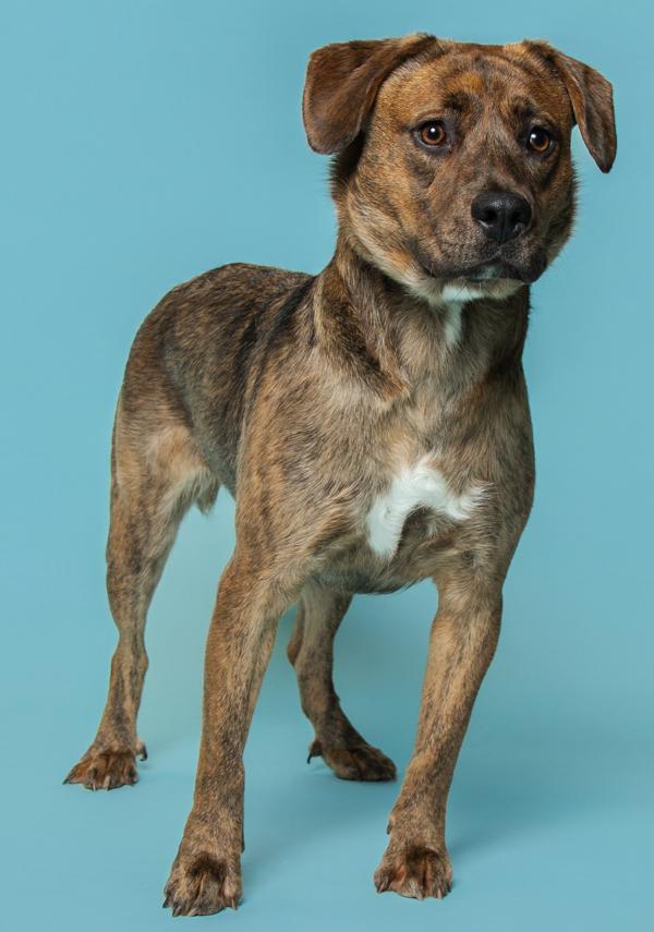 Subawu, Adoptable, Adult Female Hound.