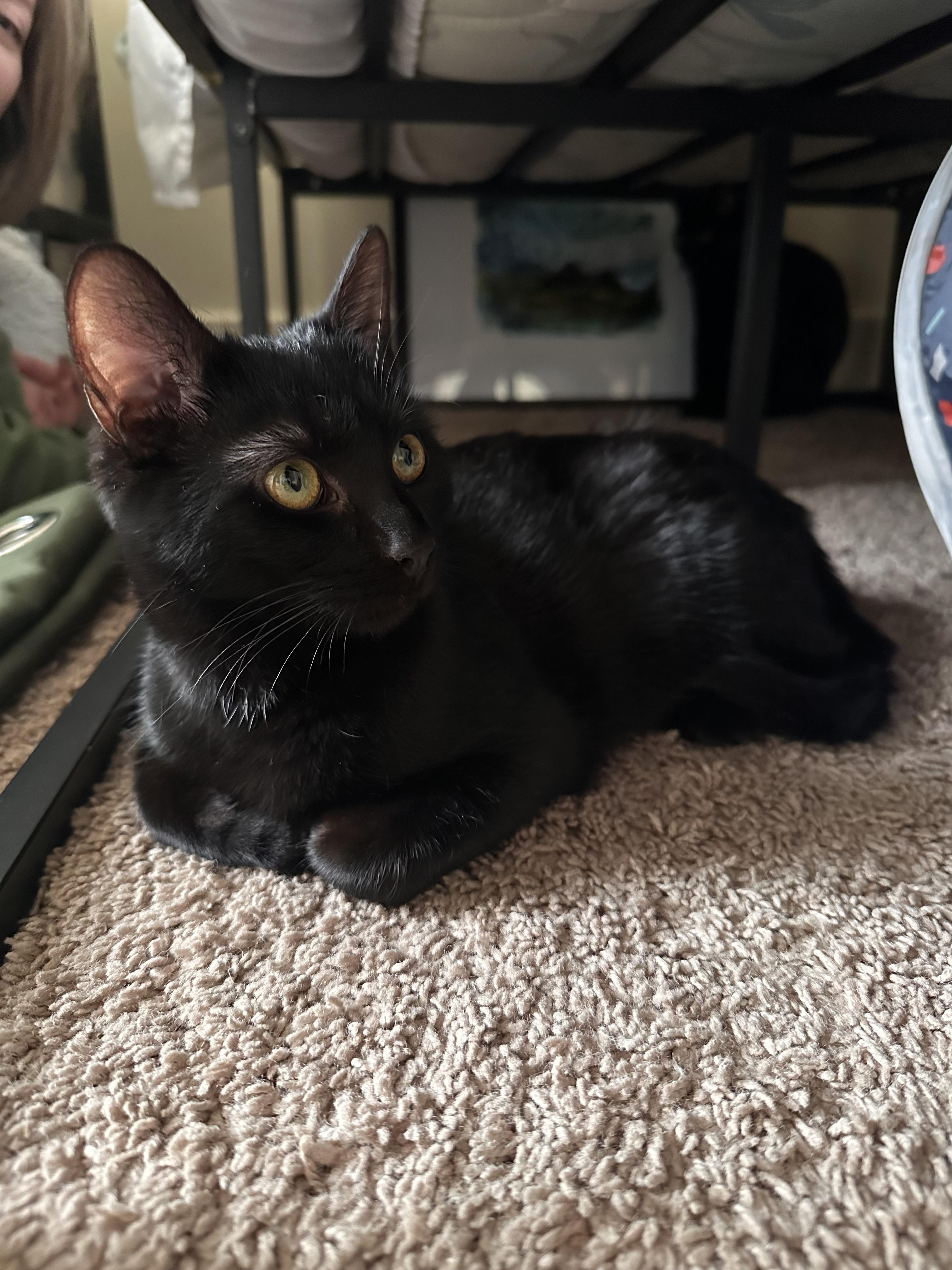 Eggs, ADOPTABLE, Young Female Domestic Short Hair.