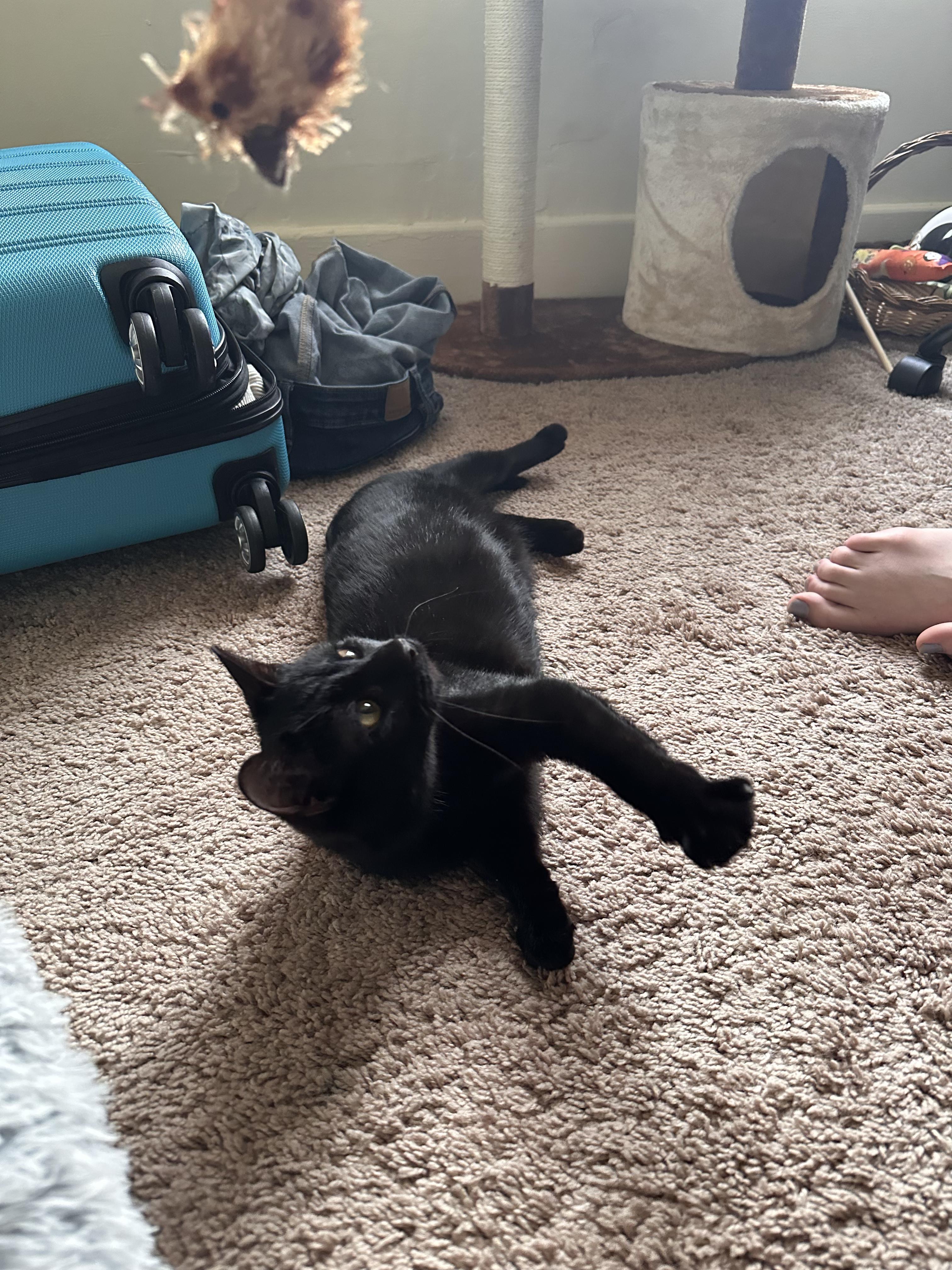 Enlarge Eggs, a ADOPTABLE Domestic Short Hair in Columbus, OH image 4/6