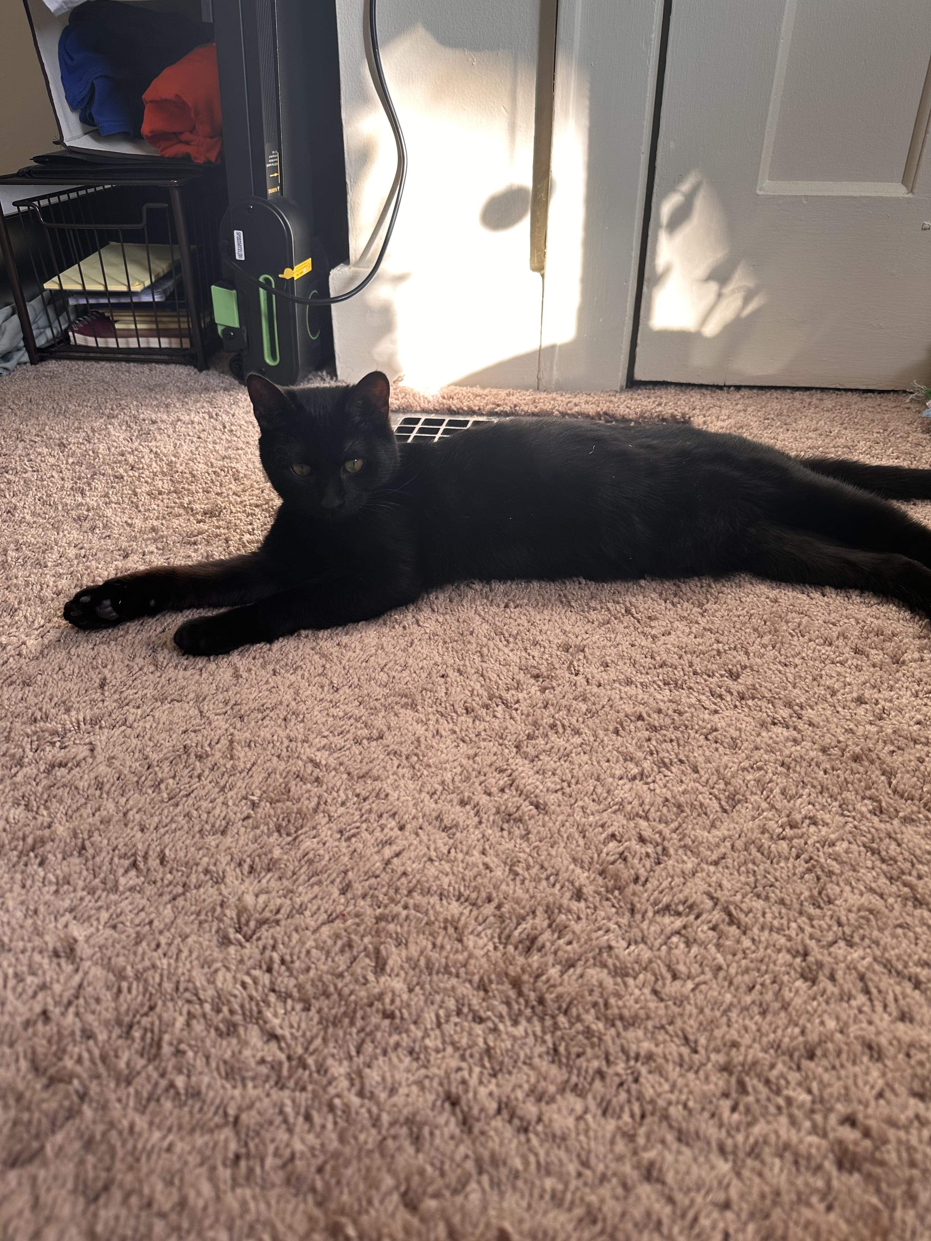 Enlarge Eggs, a ADOPTABLE Domestic Short Hair in Columbus, OH image 3/6