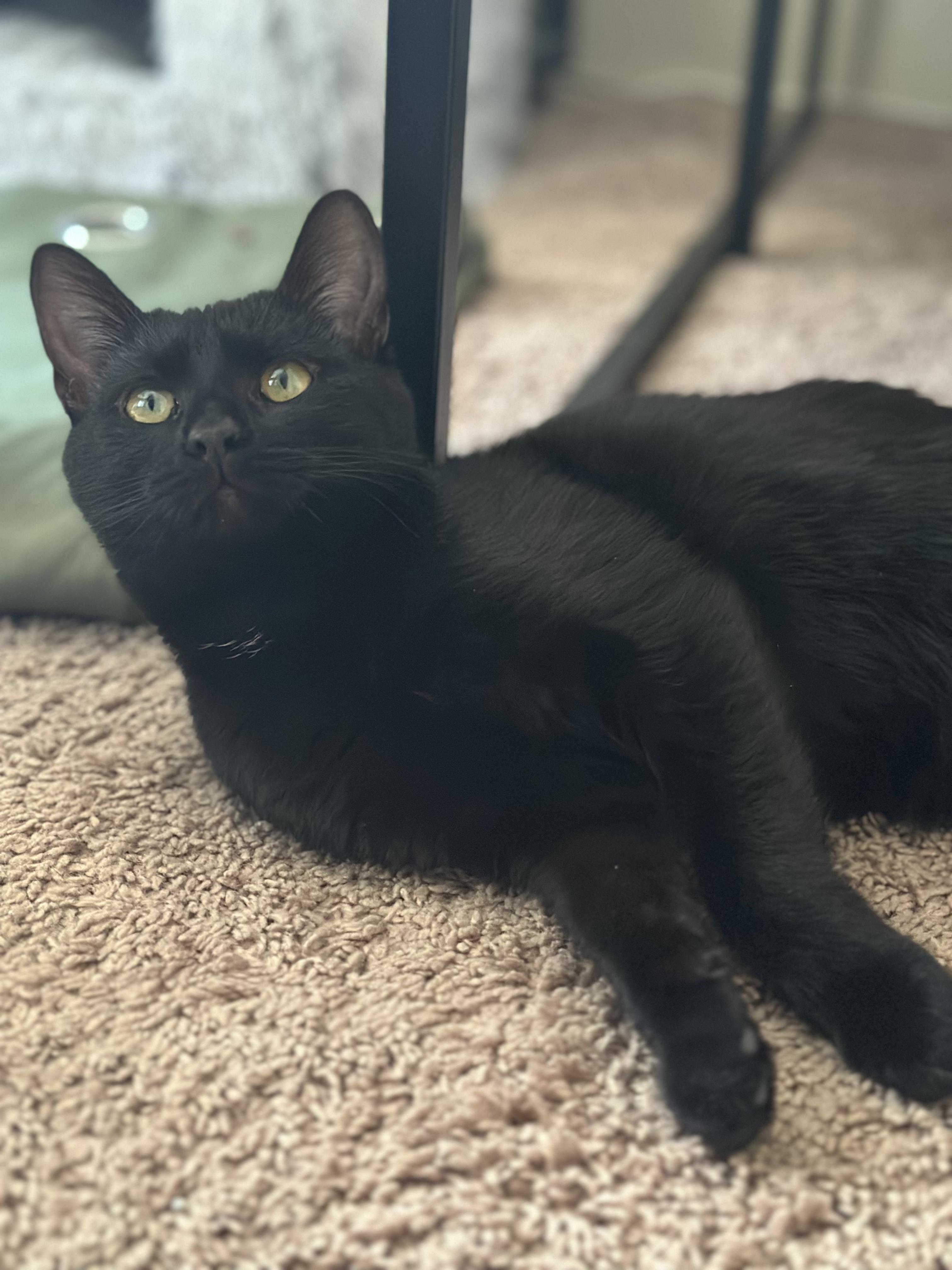 Enlarge Eggs, a ADOPTABLE Domestic Short Hair in Columbus, OH image 2/6