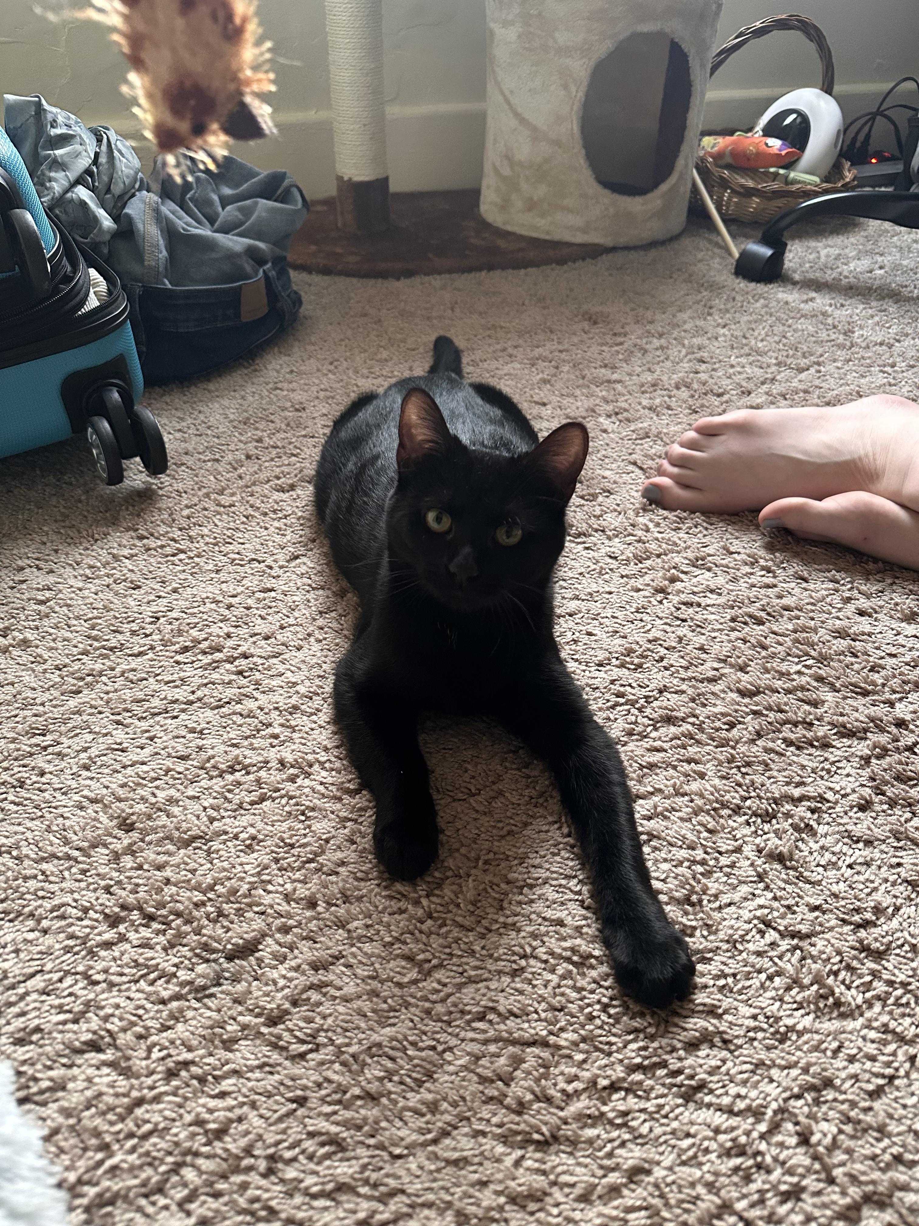 Enlarge Eggs, a ADOPTABLE Domestic Short Hair in Columbus, OH image 5/6