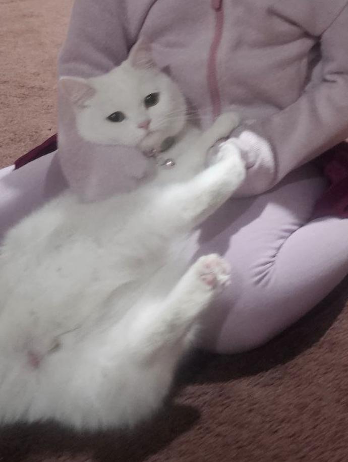 Enlarge Bella, an adopted British Shorthair in Warminster, PA image 5/5