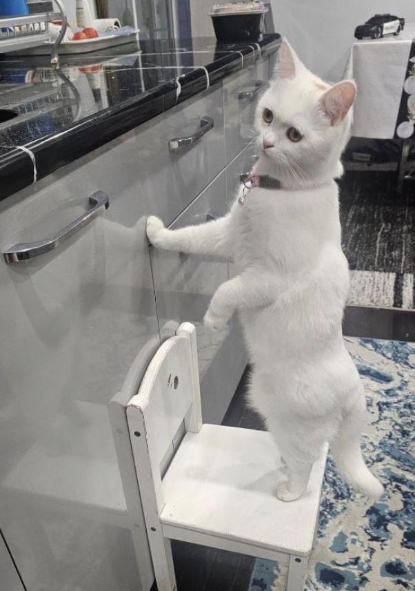 Enlarge Bella, an adopted British Shorthair in Warminster, PA image 3/5