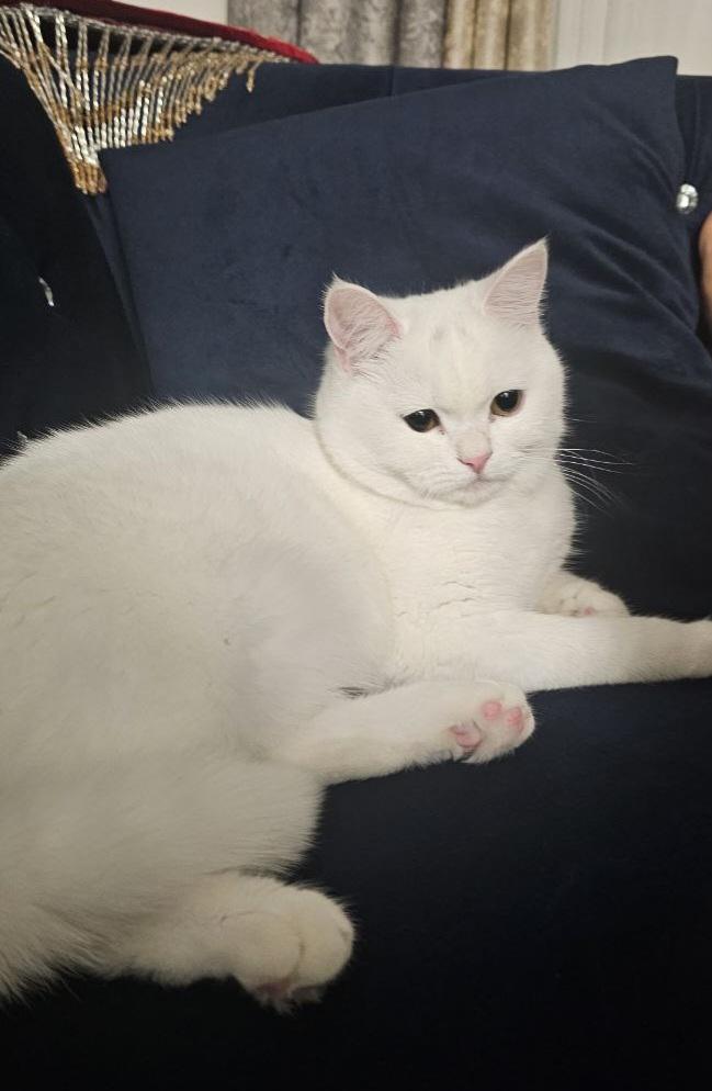 Enlarge Bella, an adopted British Shorthair in Warminster, PA image 4/5