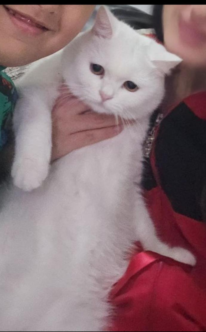 Enlarge Bella, an adopted British Shorthair in Warminster, PA image 2/5