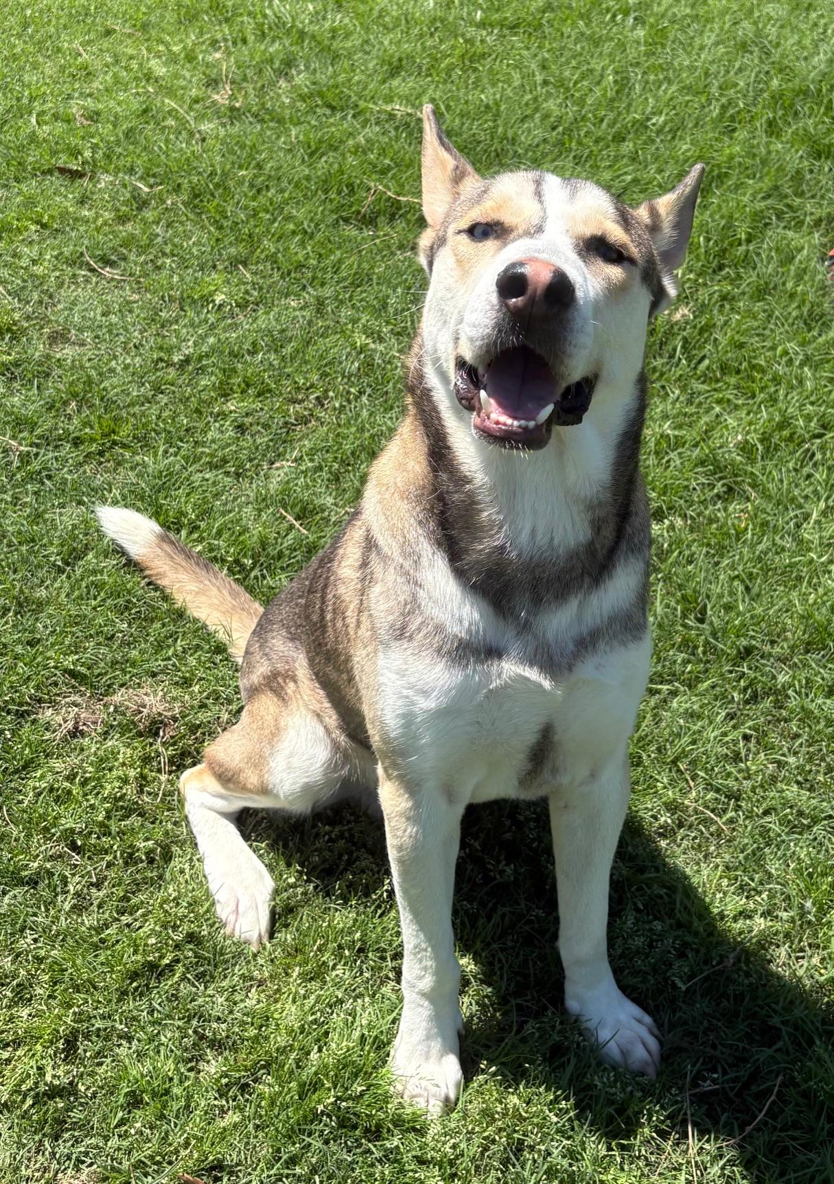 Enlarge Chuvy, a Adoptable mixed breed in  Albany, NY image 6/6