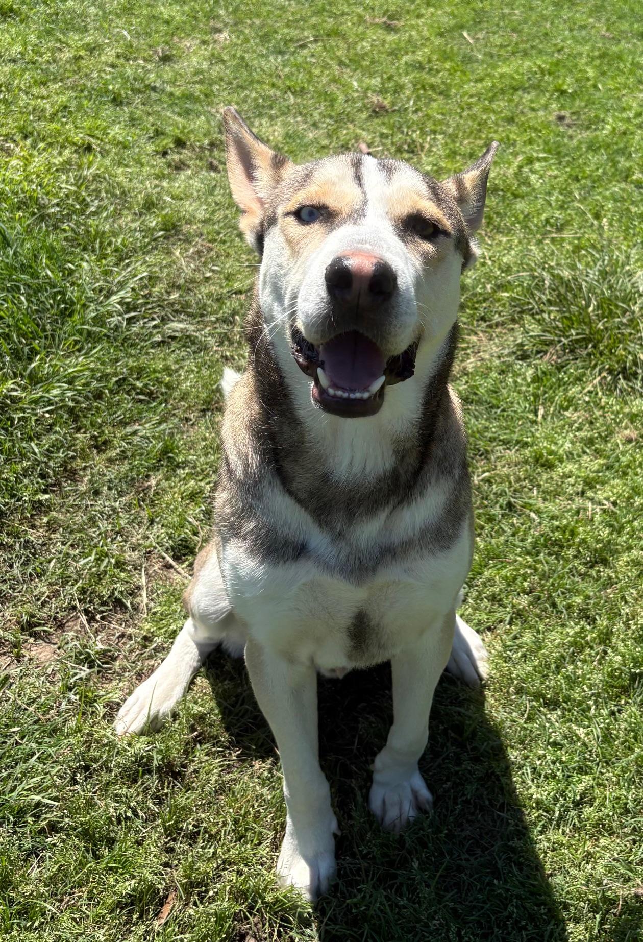 Enlarge Chuvy, a Adoptable mixed breed in  Albany, NY image 3/6