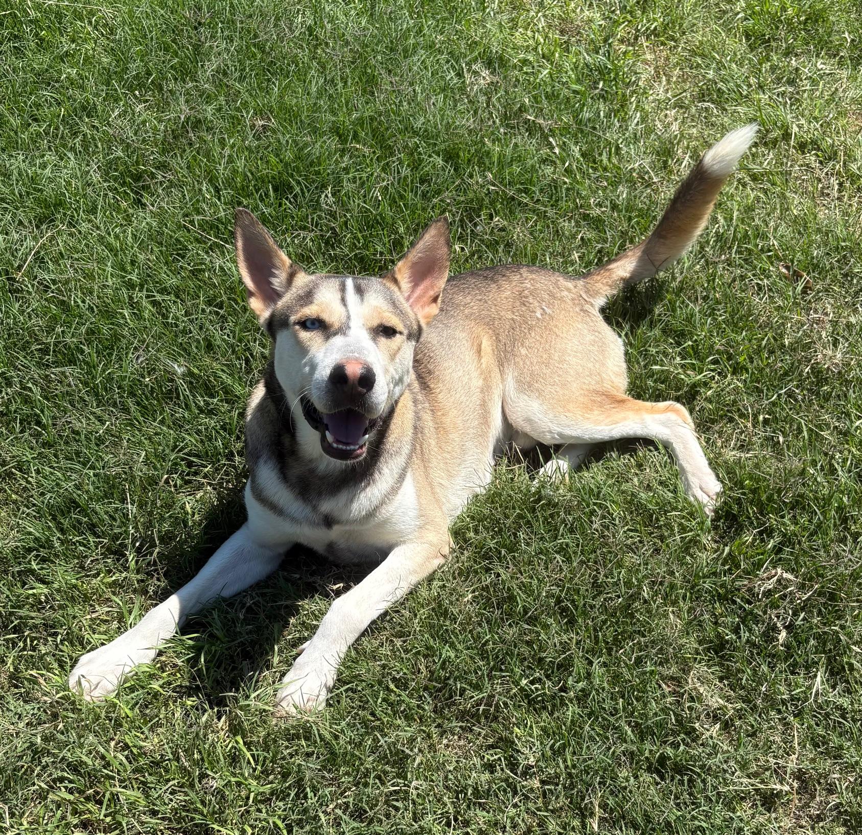 Enlarge Chuvy, a Adoptable mixed breed in  Albany, NY image 4/6