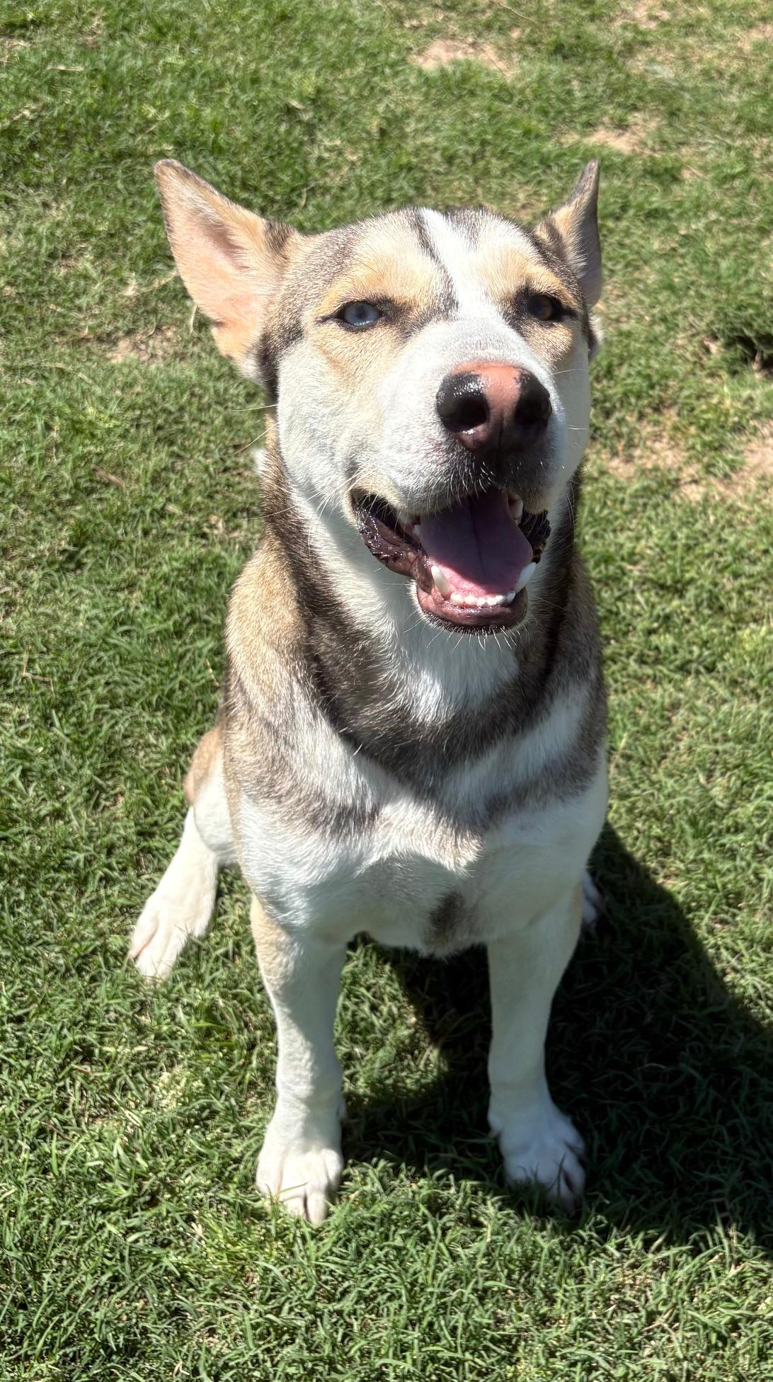 Enlarge Chuvy, a Adoptable mixed breed in  Albany, NY image 5/6