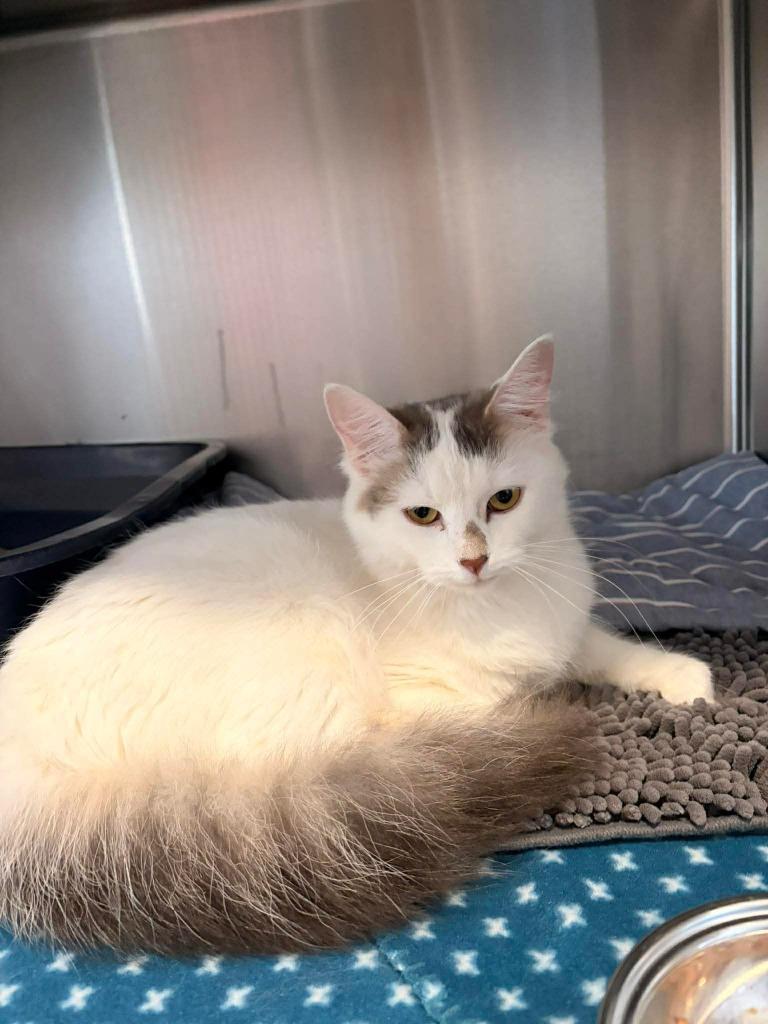 Enlarge CW3 - Latte, a Adoptable mixed breed in Ashland, WI image 1/1