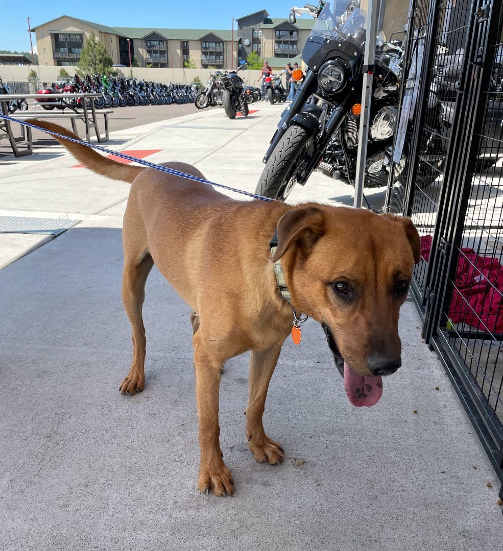 Nicholas, an adoptable Labrador Retriever in San Luis, CO, 81152 | Photo Image 3