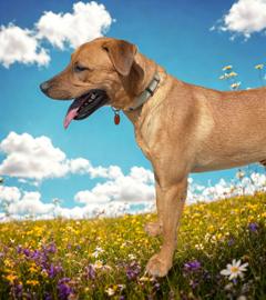 Nicholas, an adoptable Labrador Retriever in San Luis, CO, 81152 | Photo Image 1