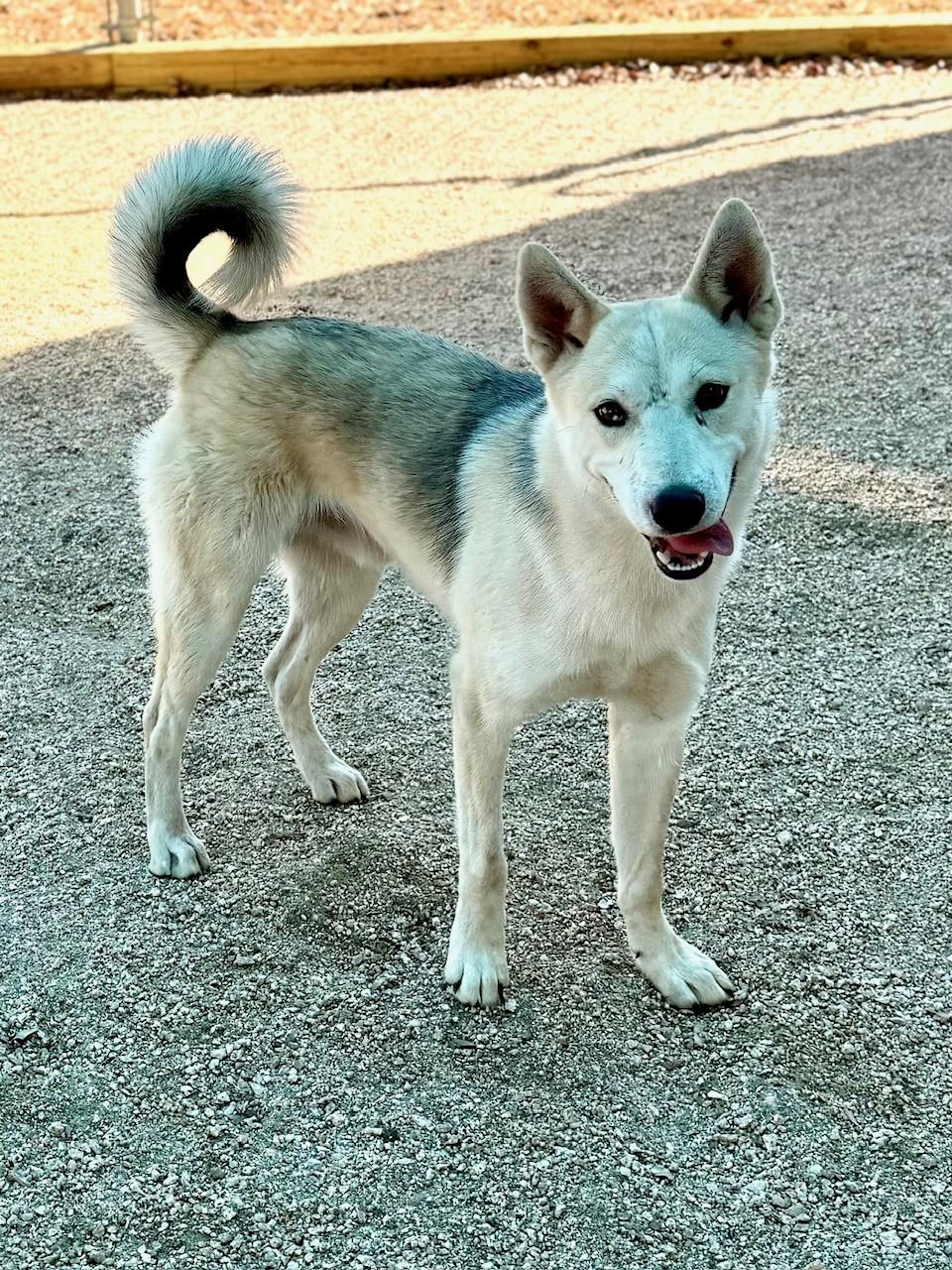 Corey, Adoptable, Adult Male German Shepherd Dog.