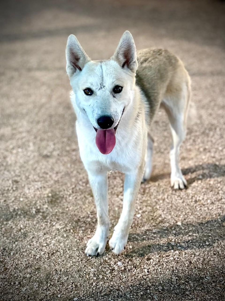 Corey, a Adoptable mixed breed in Comfort, TX image 2/3