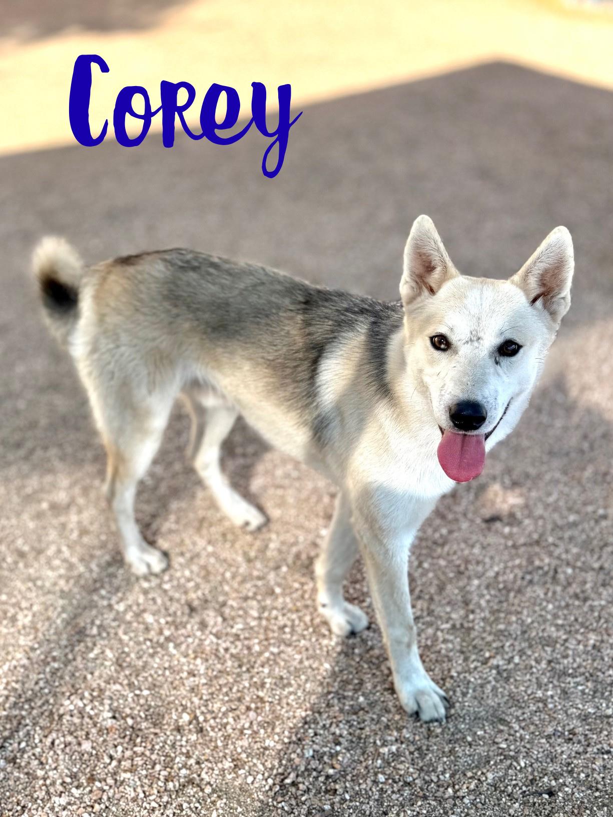 Corey, a Adoptable mixed breed in Comfort, TX image 3/3