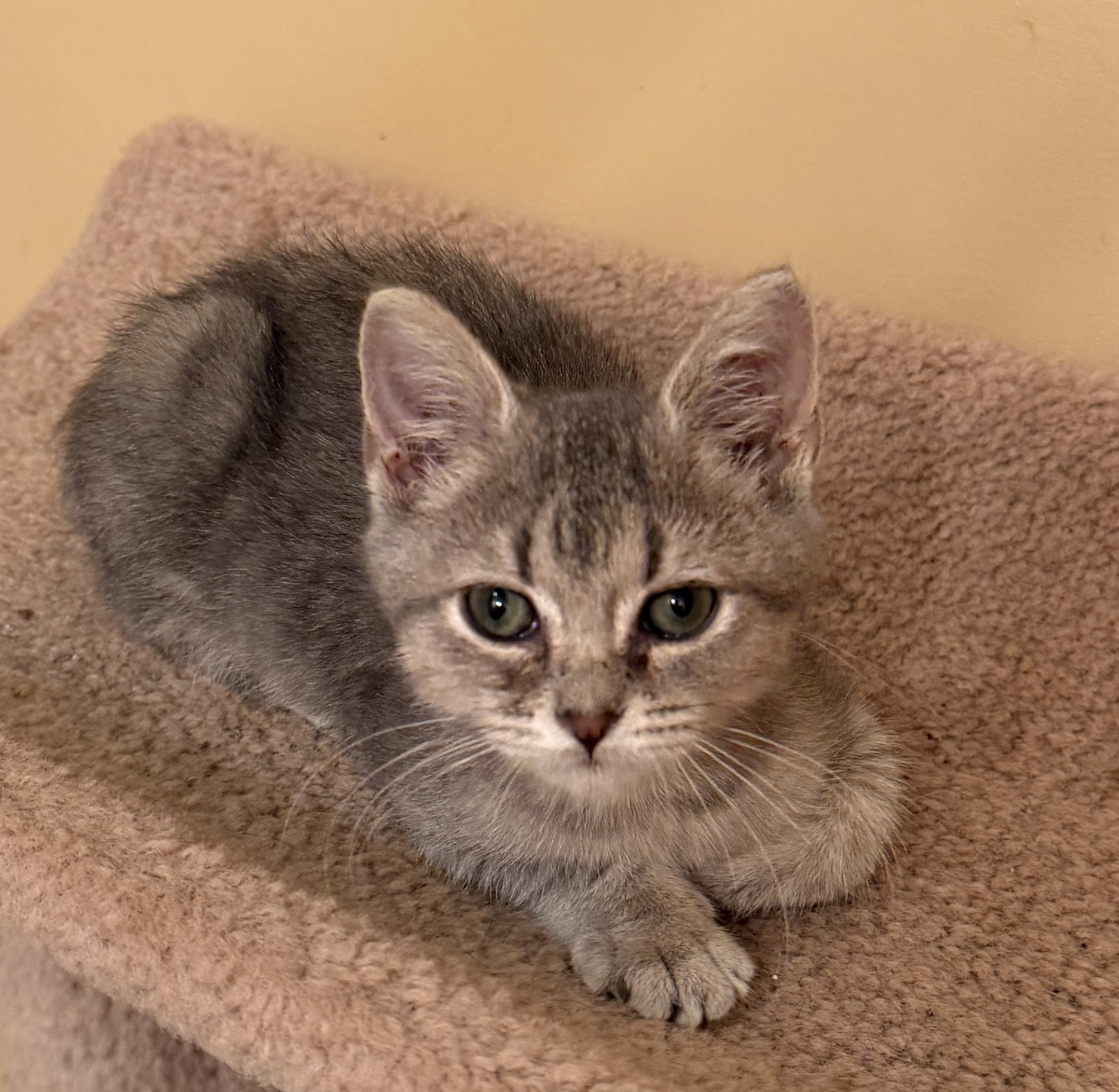 Nimbus, Adoptable, Kitten Male Domestic Short Hair.
