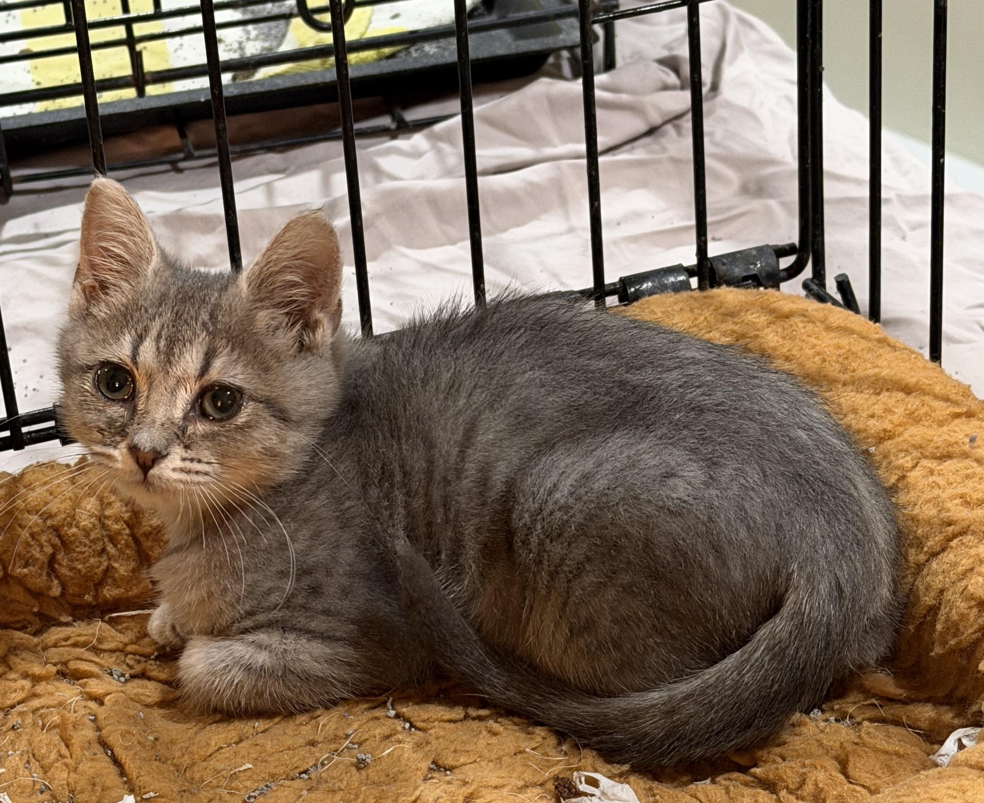 Enlarge Nimbus, a Adoptable Domestic Short Hair in East Hanover, NJ image 3/3