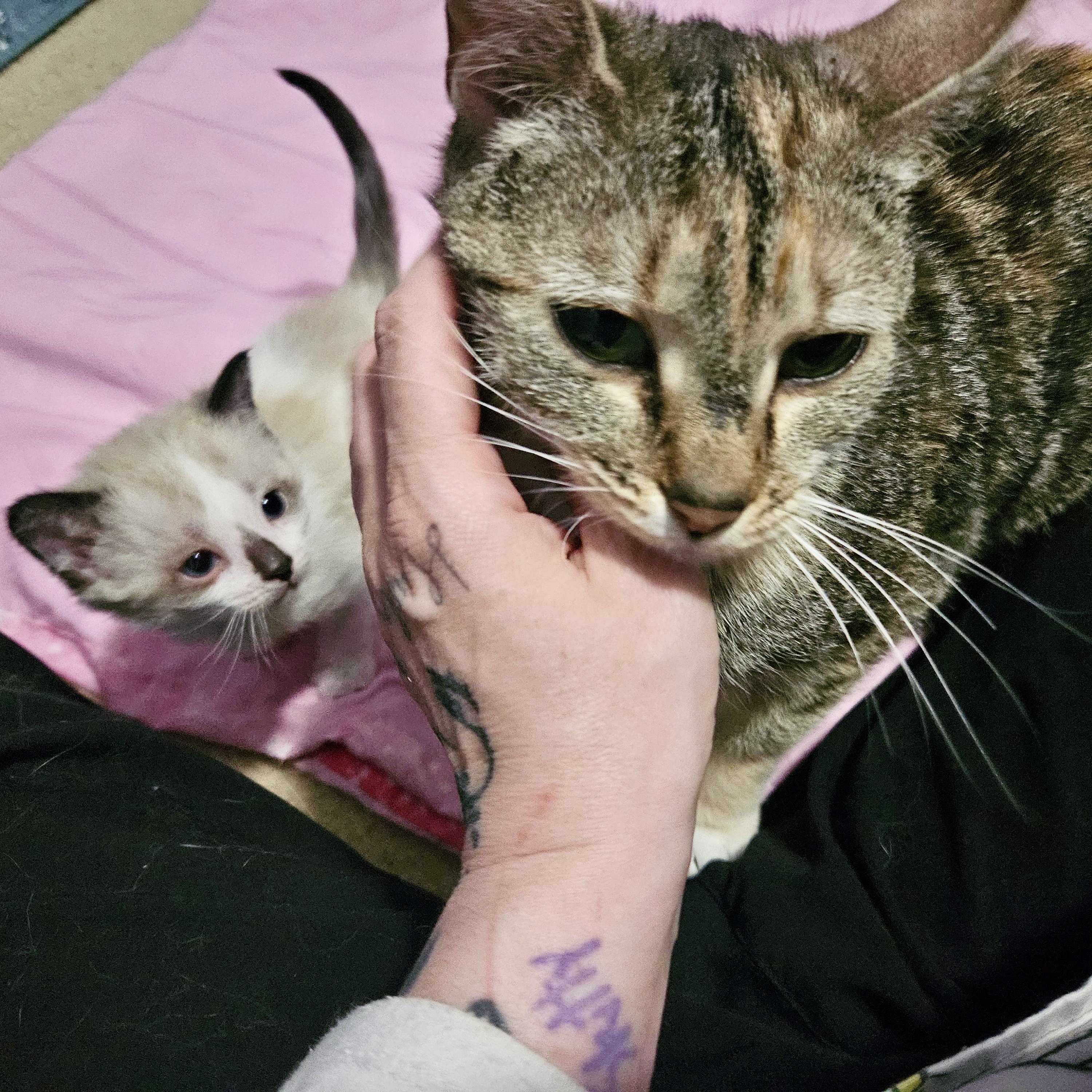Queen Bee-atrix, a Adoptable Domestic Short Hair in Richmond, VA image 4/4