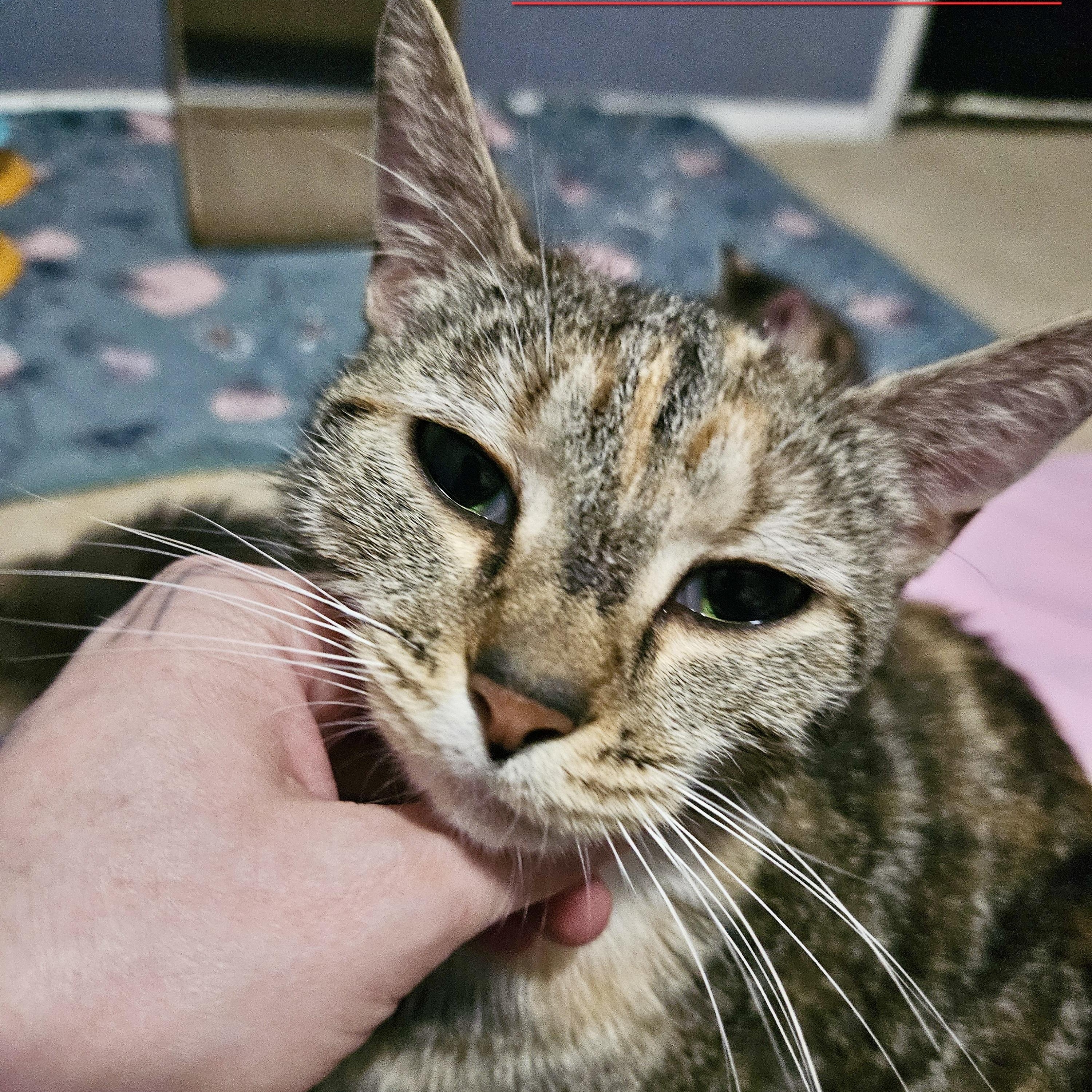 Queen Bee-atrix, a Adoptable Domestic Short Hair in Richmond, VA image 2/4
