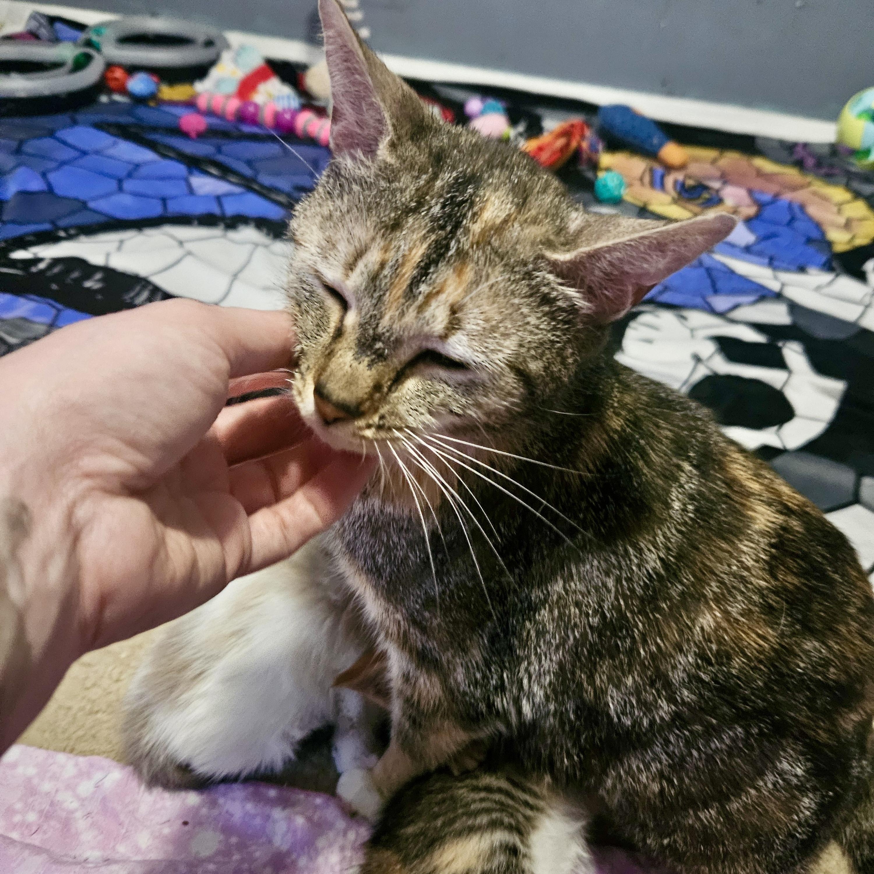 Queen Bee-atrix, a Adoptable Domestic Short Hair in Richmond, VA image 1/4