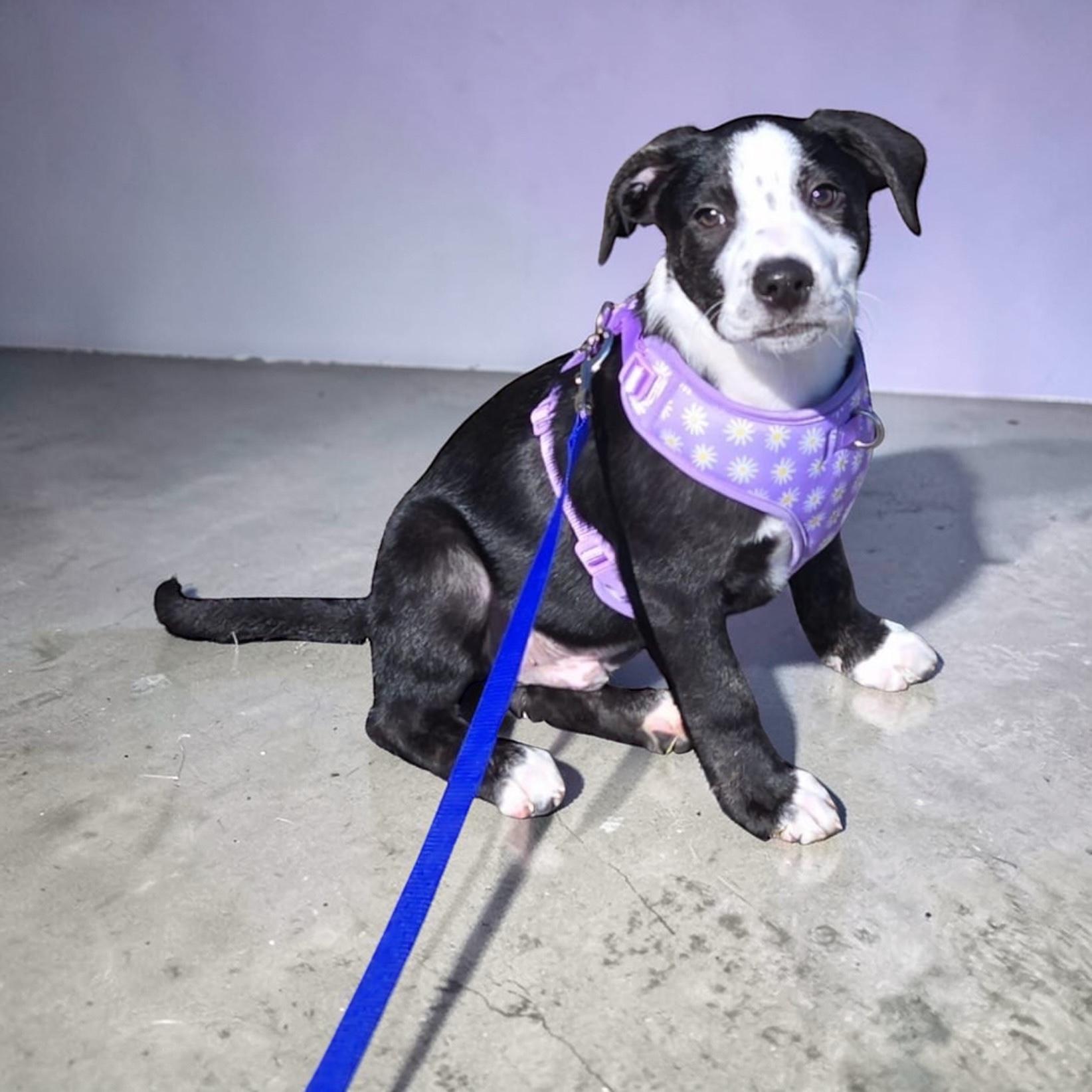 Enlarge Kevin, an adopted mixed breed in Homosassa Springs, FL image 4/4