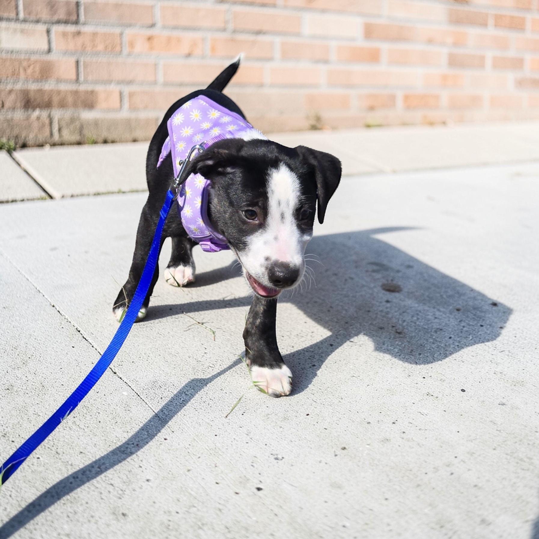 Enlarge Kevin, an adopted mixed breed in Homosassa Springs, FL image 2/4