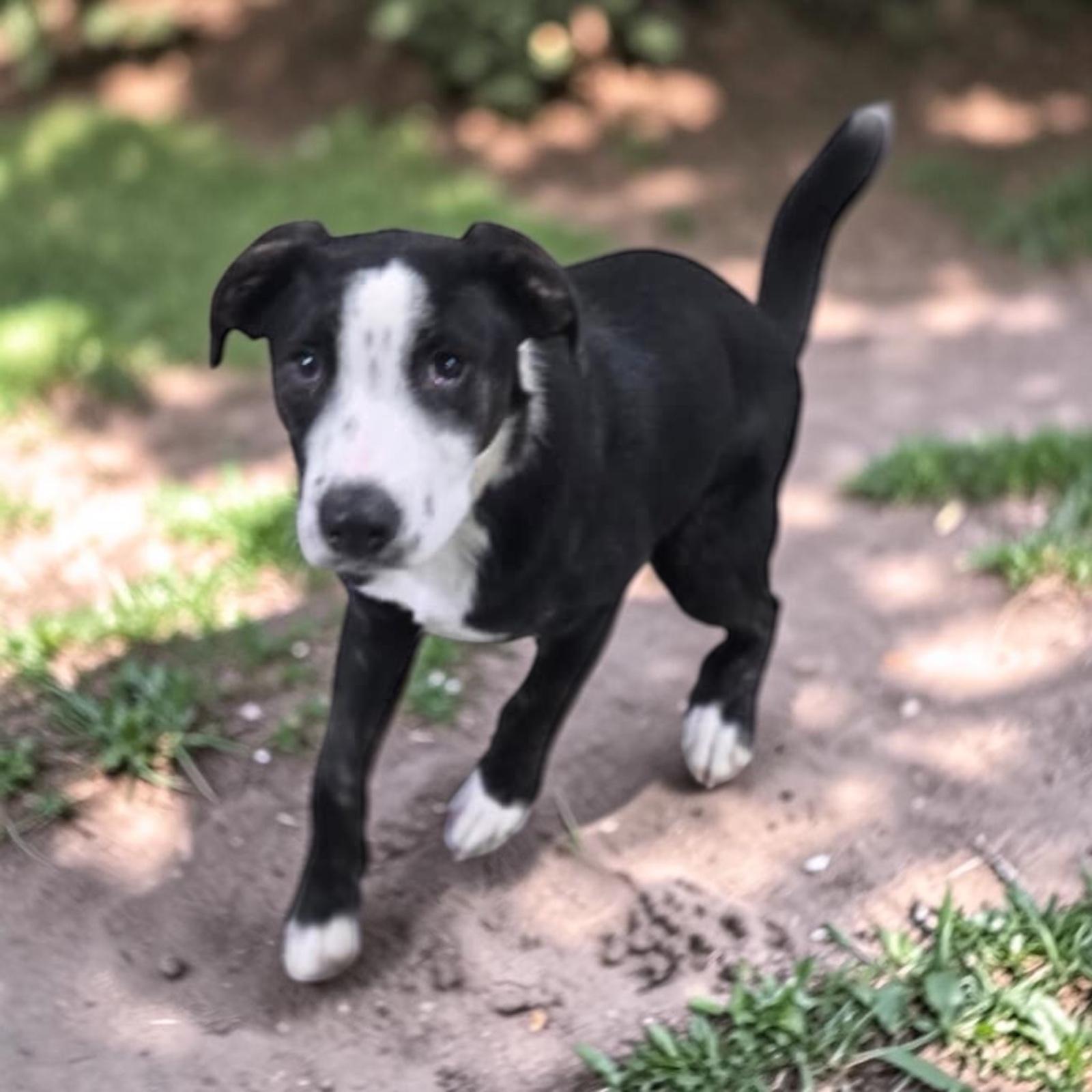 Enlarge Kevin, a Adoptable mixed breed in Homosassa Springs, FL image 4/5
