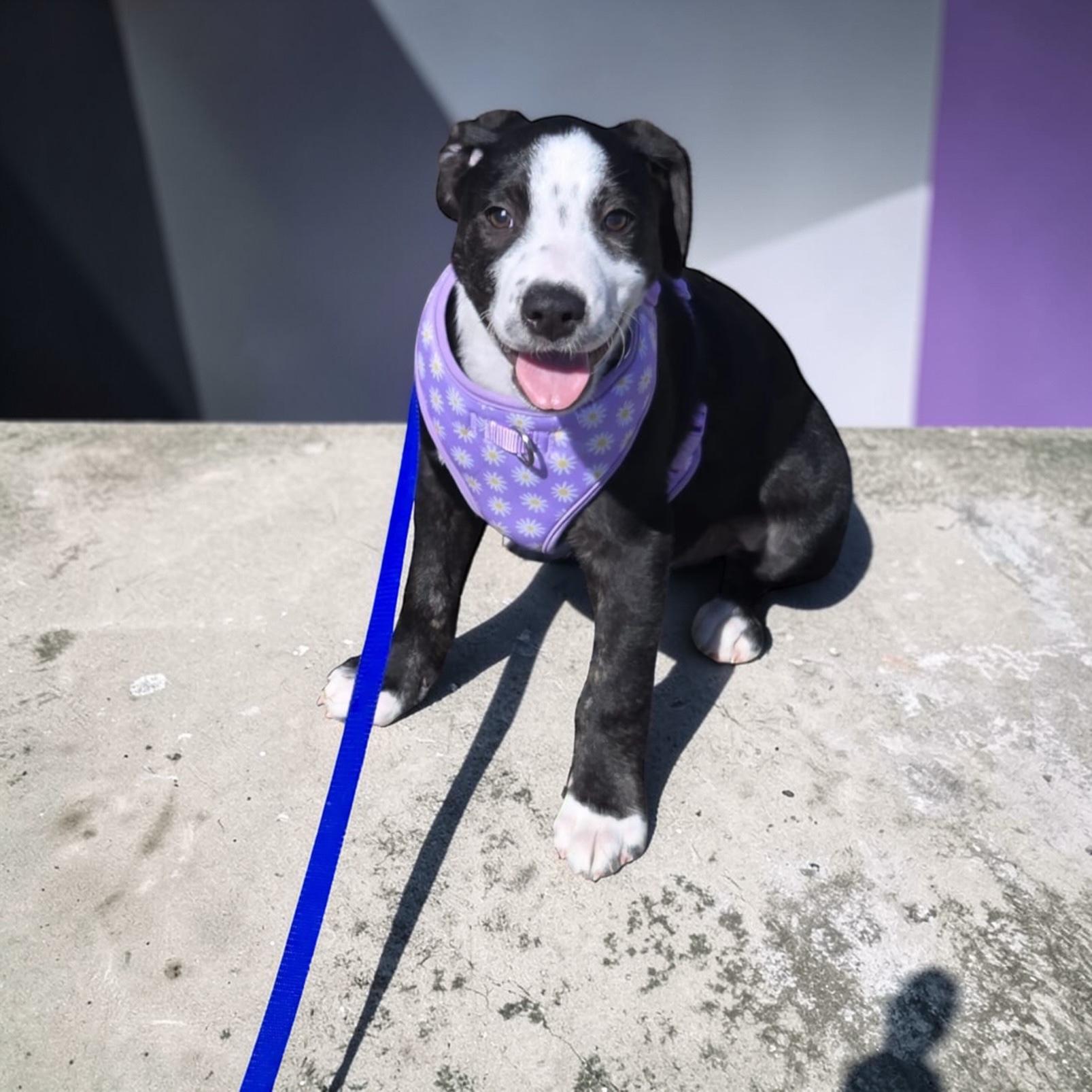 Kevin, adopted, Puppy Male Labrador Retriever.