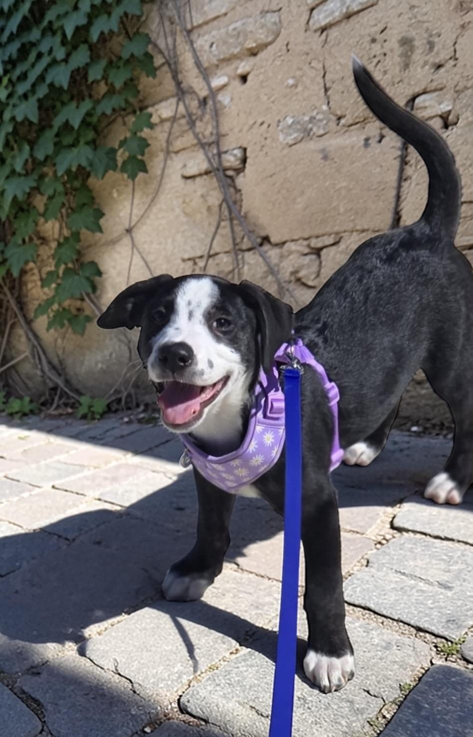 Enlarge Kevin, an adopted mixed breed in Homosassa Springs, FL image 3/4