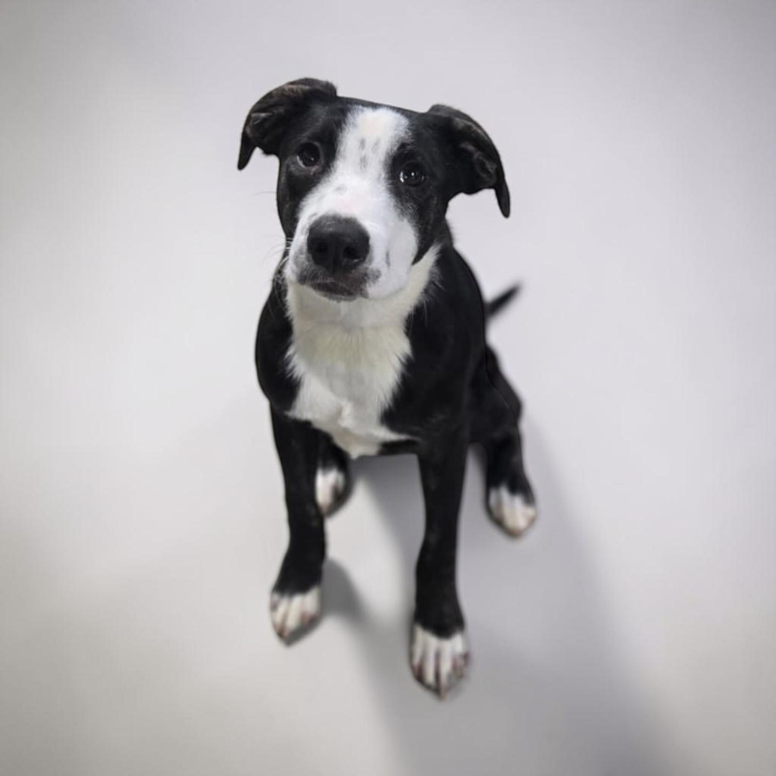 Kevin, Adoptable, Puppy Male Labrador Retriever.