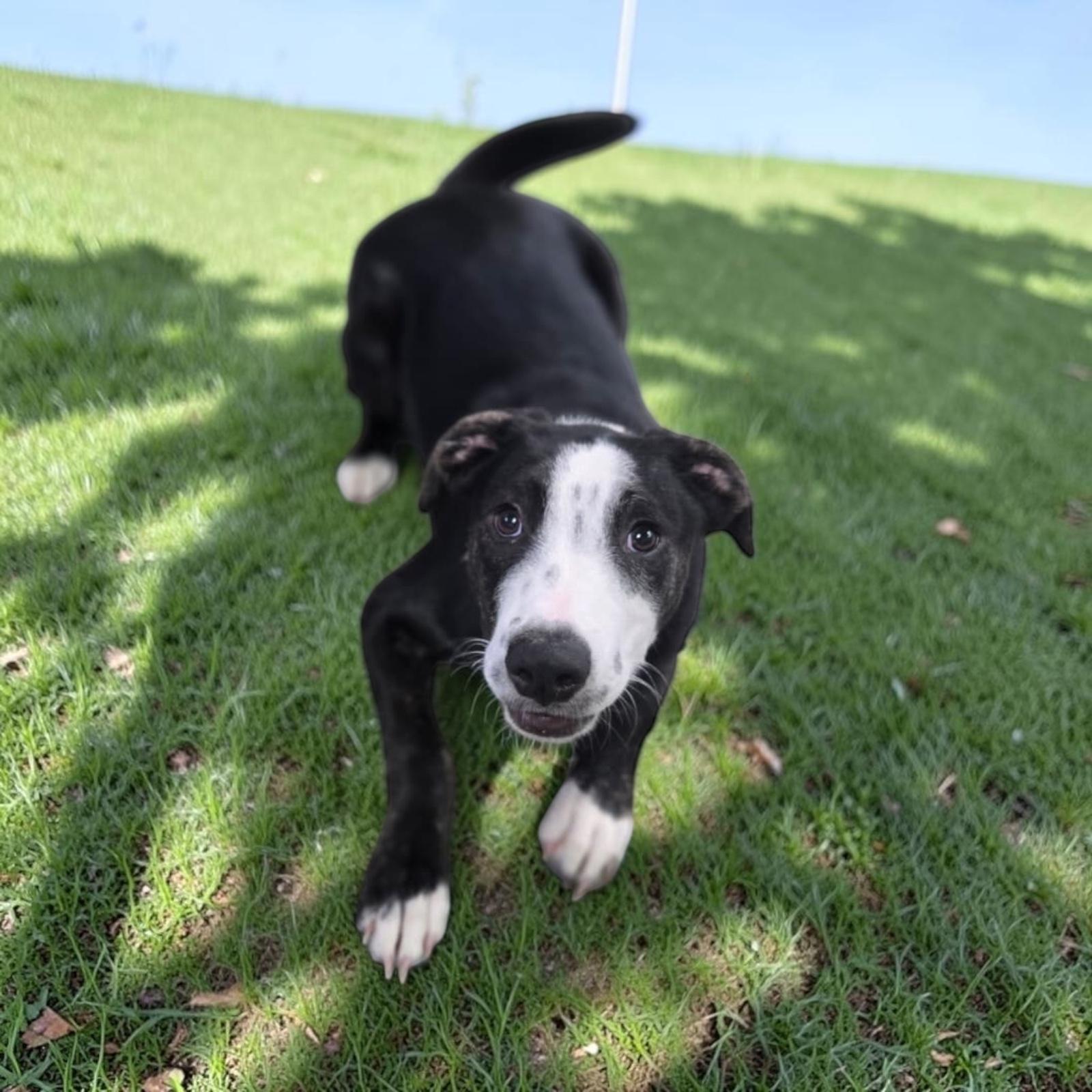 Enlarge Kevin, a Adoptable mixed breed in Homosassa Springs, FL image 3/5