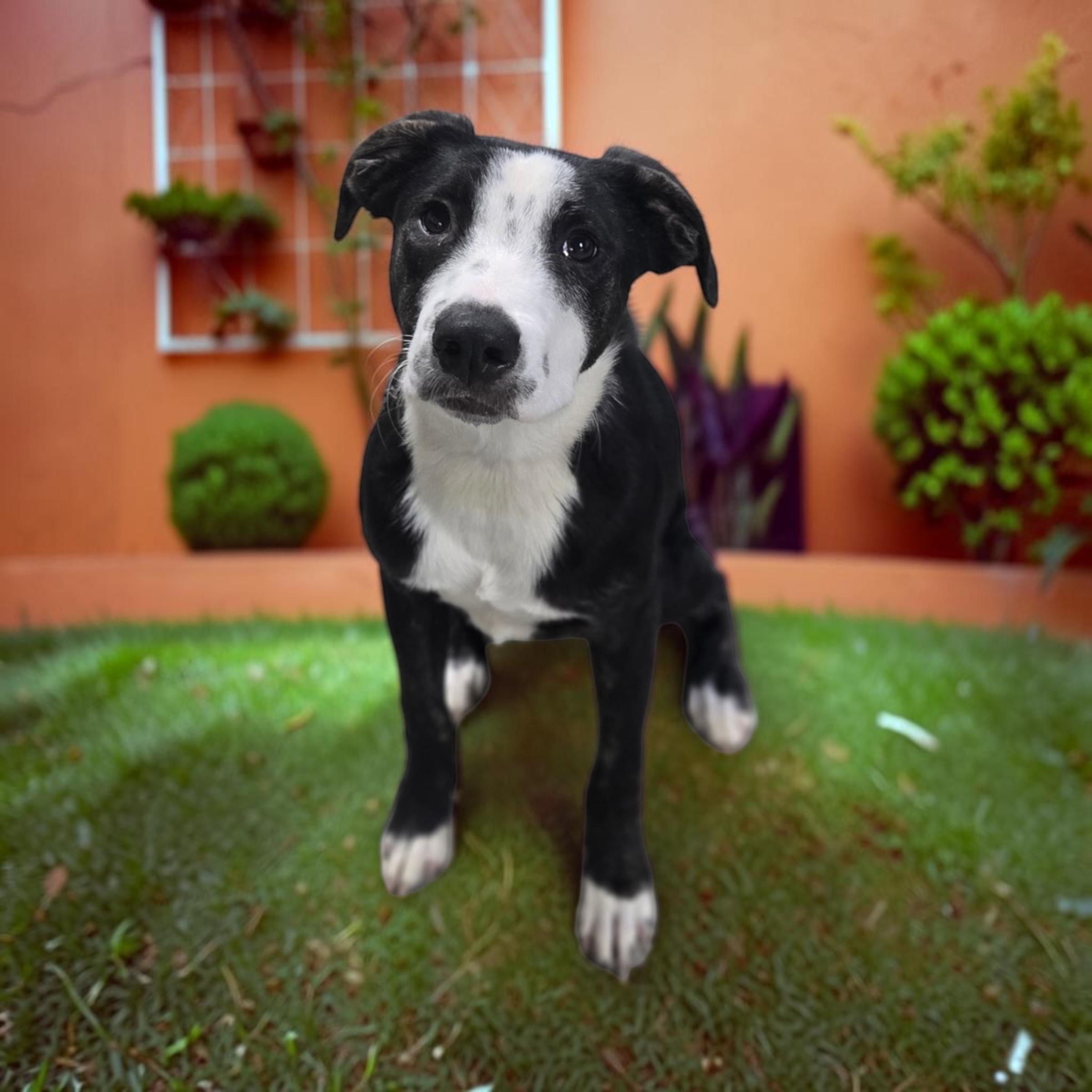 Enlarge Kevin, a Adoptable mixed breed in Homosassa Springs, FL image 5/5