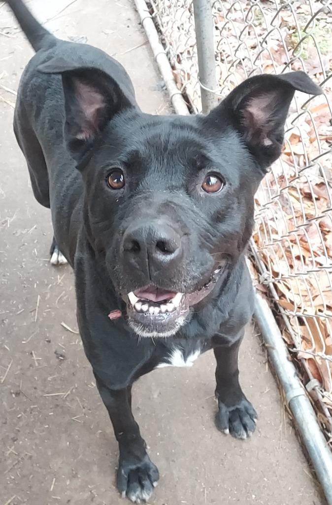 Enlarge Cornelia, a Adoptable mixed breed in Saint Clairsville, OH image 2/3