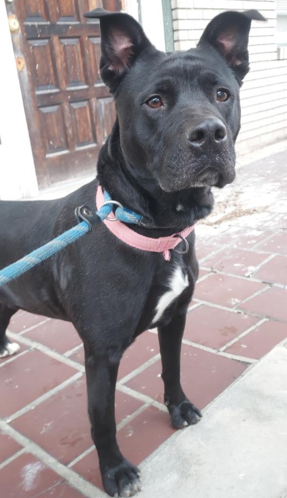 Enlarge Cornelia, a Adoptable mixed breed in Saint Clairsville, OH image 3/3