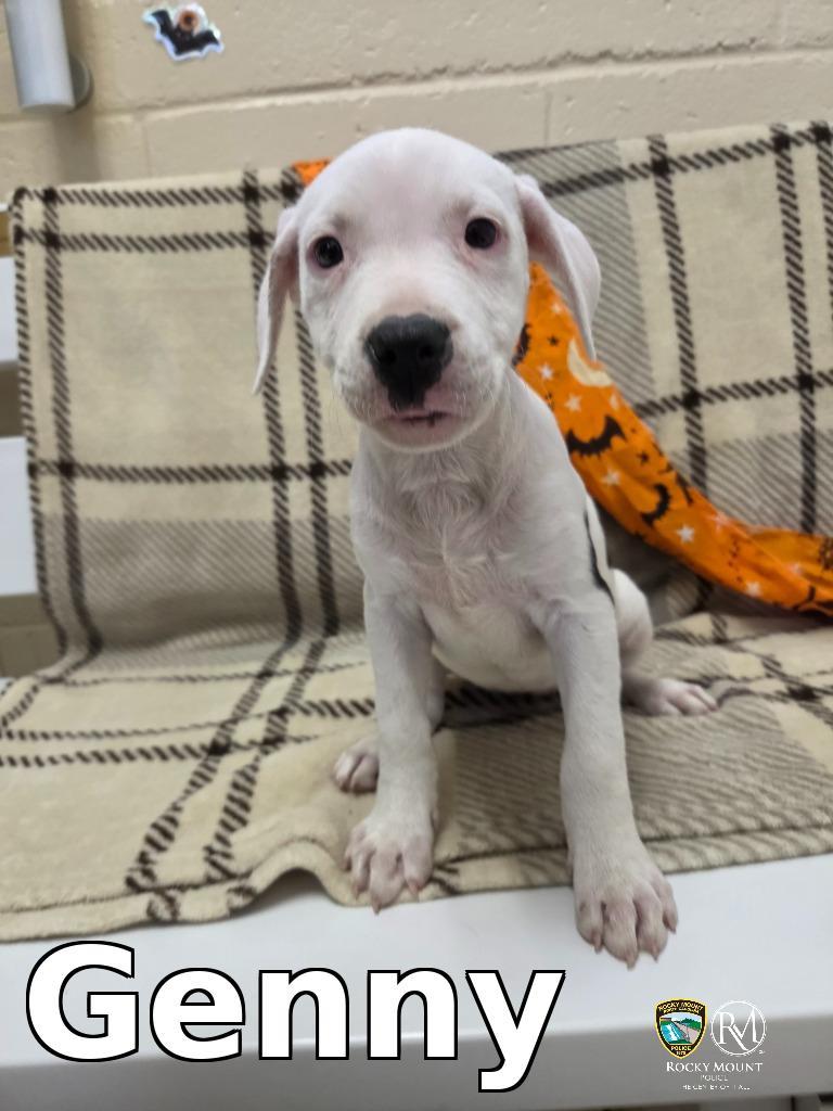 Enlarge Genny, a Adoptable Pit Bull Terrier in Rocky Mount, NC image 1/1