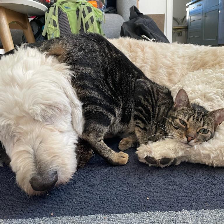 Frappe, Adoptable, Adult Female Domestic Short Hair.