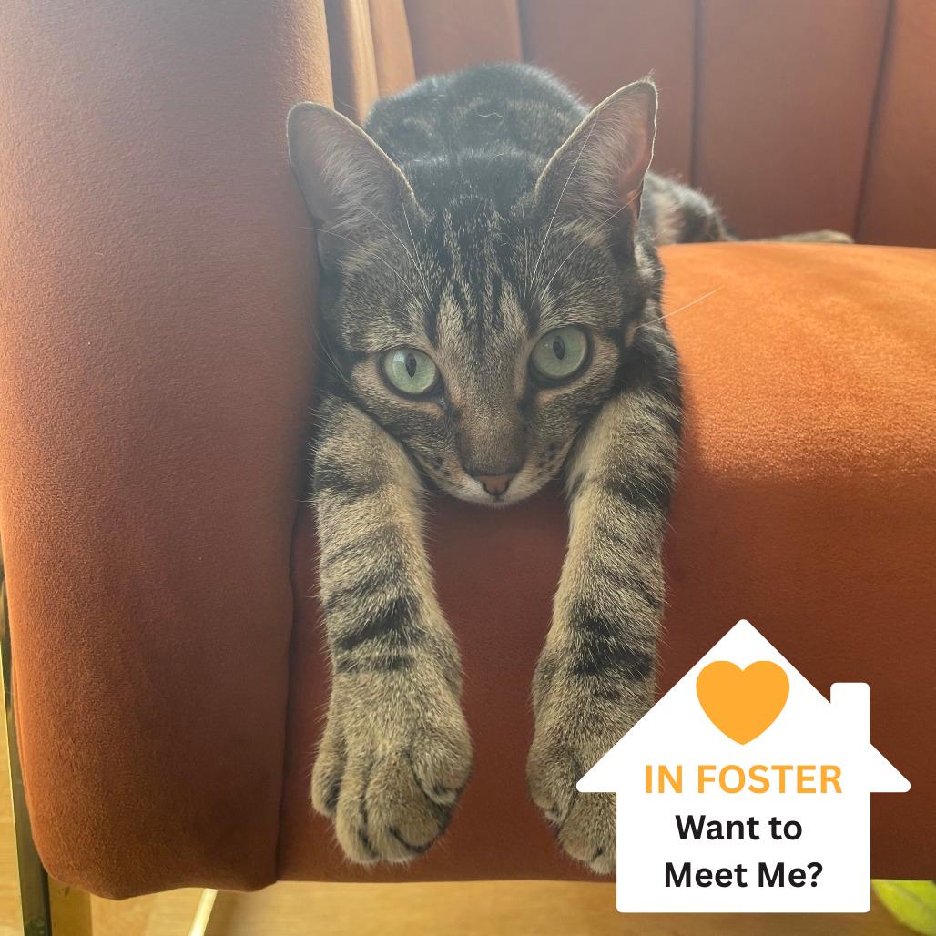 Frappe, Adoptable, Adult Female Domestic Short Hair.