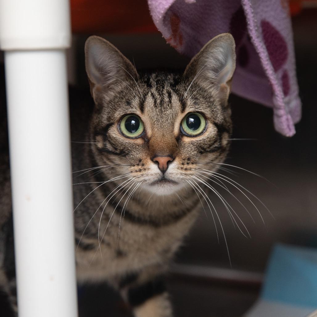Enlarge Frappe, a Adoptable Domestic Short Hair in Salt Lake City, UT image 2/6
