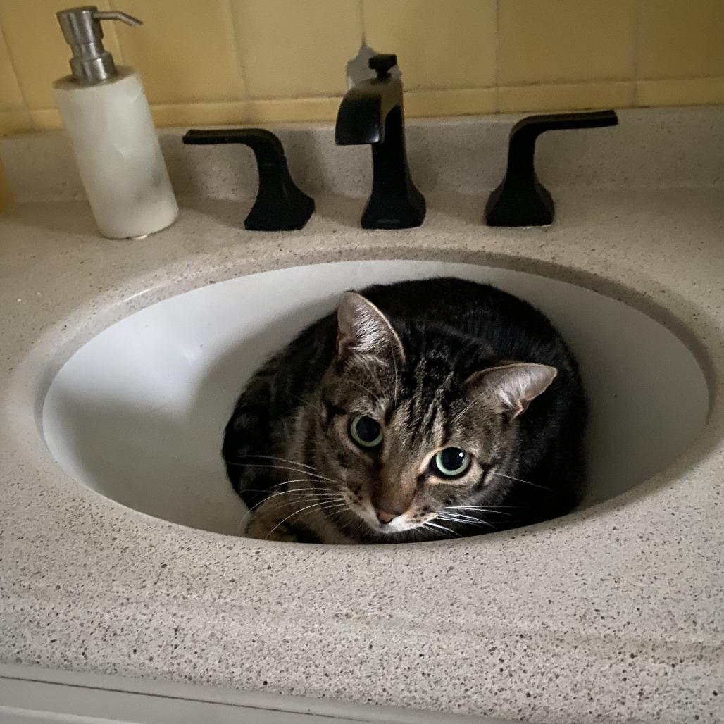 Enlarge Frappe, a Adoptable Domestic Short Hair in Salt Lake City, UT image 4/6