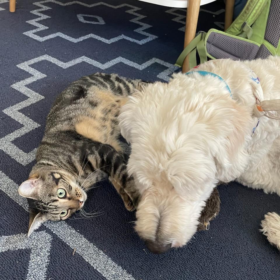 Enlarge Frappe, a Adoptable Domestic Short Hair in Salt Lake City, UT image 5/6