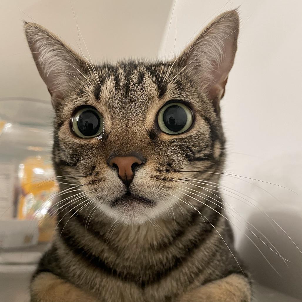 Enlarge Frappe, a Adoptable Domestic Short Hair in Salt Lake City, UT image 6/6