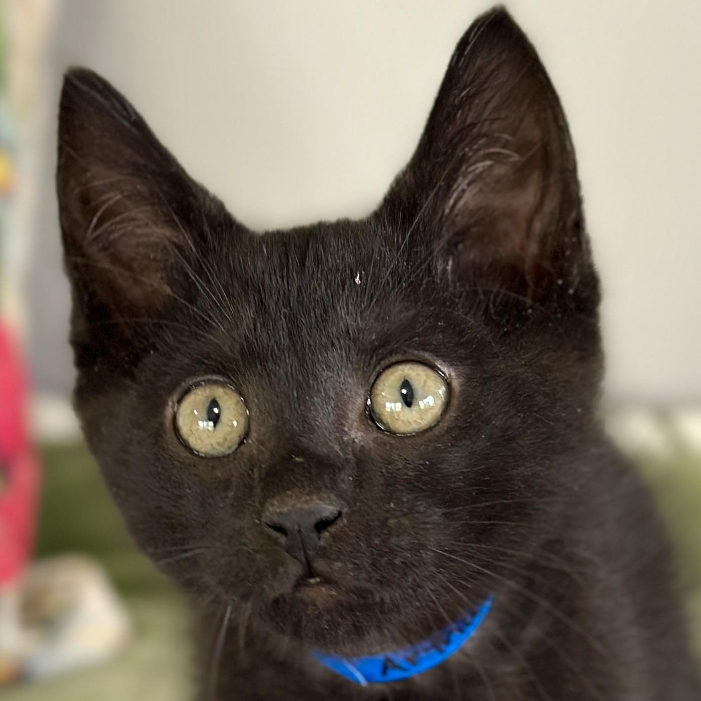 Arthur, an adopted Domestic Short Hair in Victor, NY image 2/4