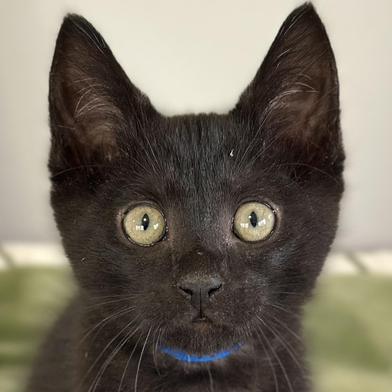 Arthur, adopted, Kitten Male Domestic Short Hair.