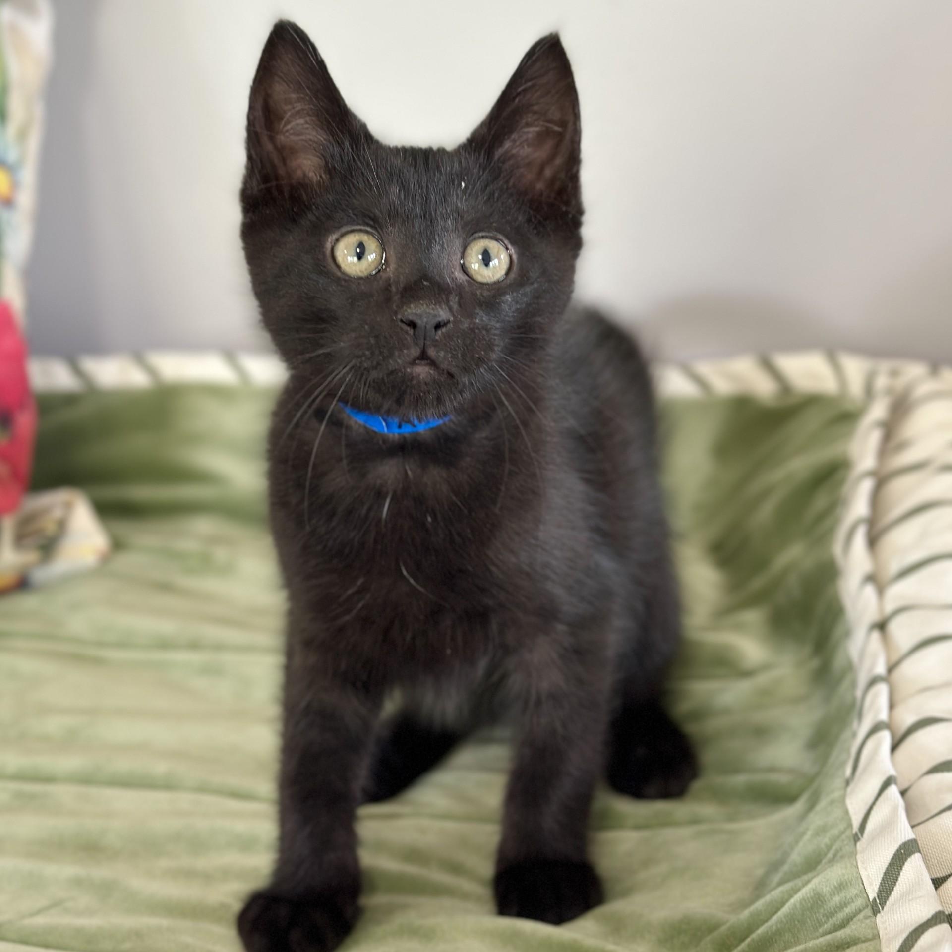 Arthur, an adopted Domestic Short Hair in Victor, NY image 4/4