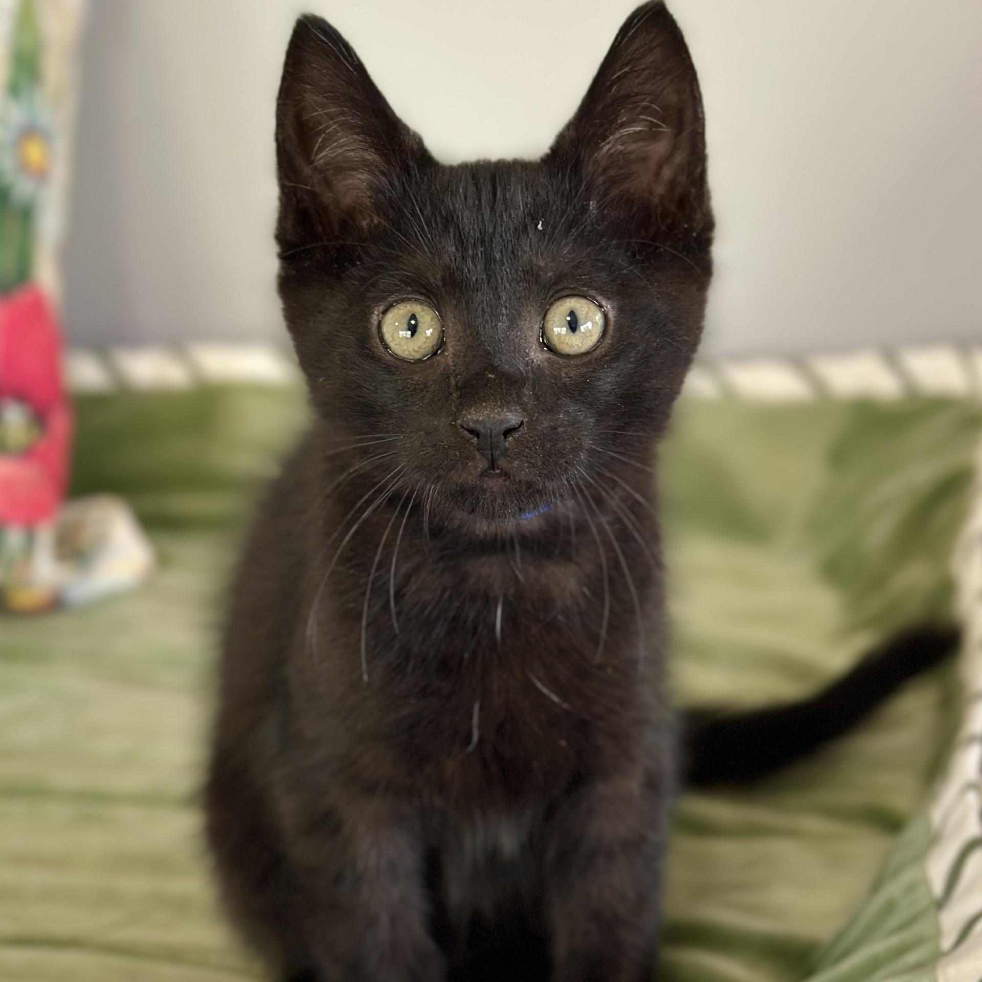 Arthur, an adopted Domestic Short Hair in Victor, NY image 3/4