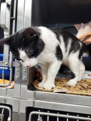 Milo (Sir Furr), Adoptable, Adult Male Domestic Short Hair & Domestic Short Hair.