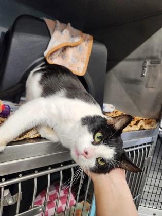 Milo (Sir Furr), a Adoptable mixed breed in Shawano, WI image 2/2