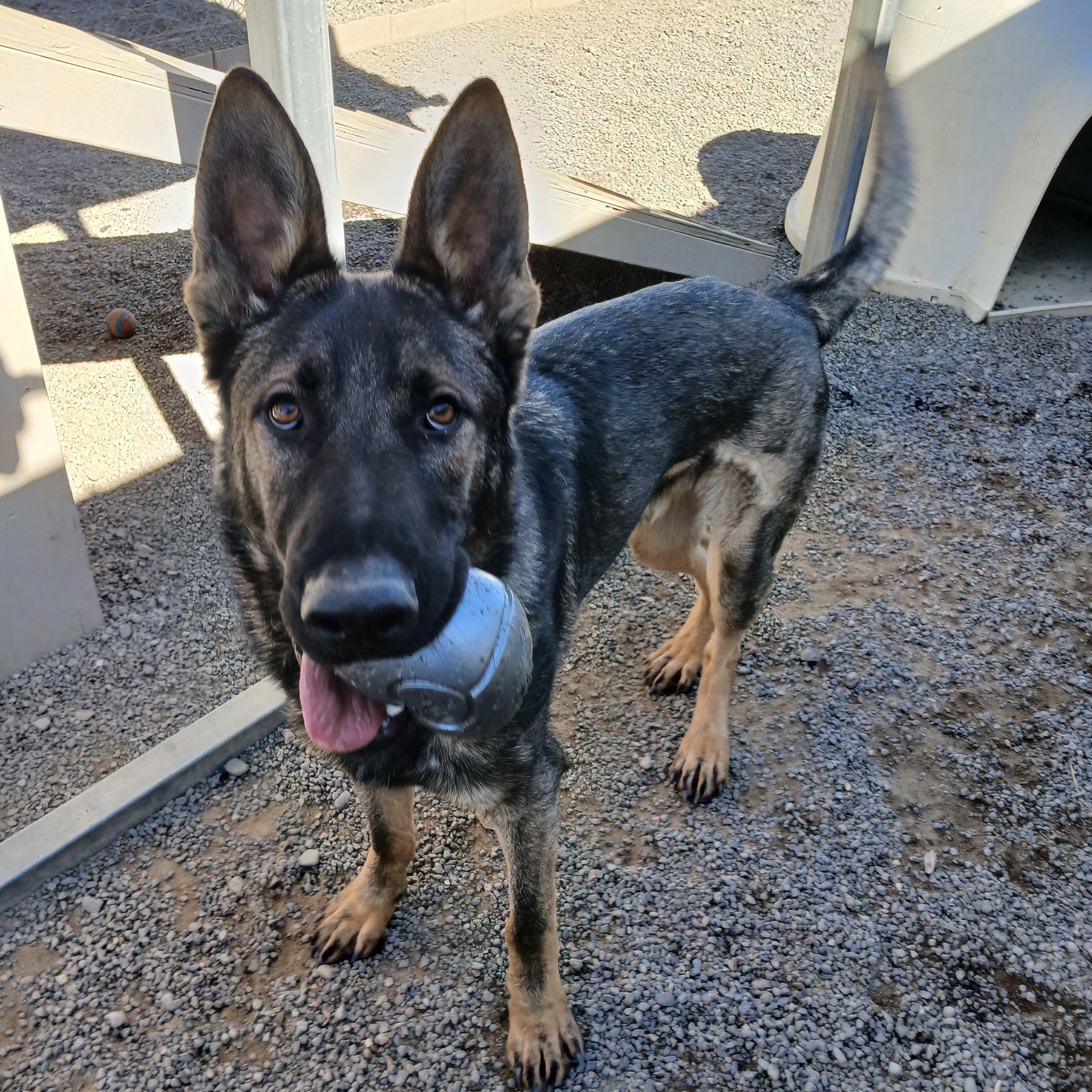 Rocket, a other German Shepherd Dog in Susanville, CA image 2/2